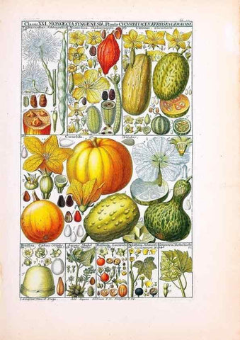 Reproducción/Reproduction 47841006501: Tabulae phytographicae,. Turici,Impensis J.H. Fuessli,1795-1804.. 
