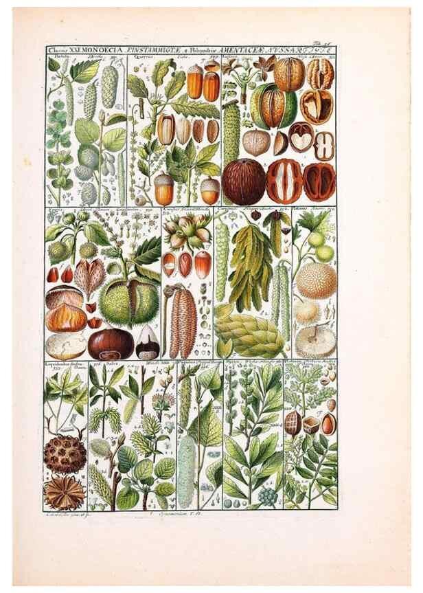 Reproducción/Reproduction 47841005891: Tabulae phytographicae,. Turici,Impensis J.H. Fuessli,1795-1804.. 