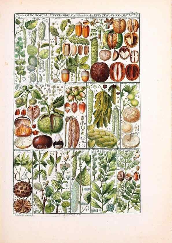 Reproducción/Reproduction 47841005891: Tabulae phytographicae,. Turici,Impensis J.H. Fuessli,1795-1804.. 