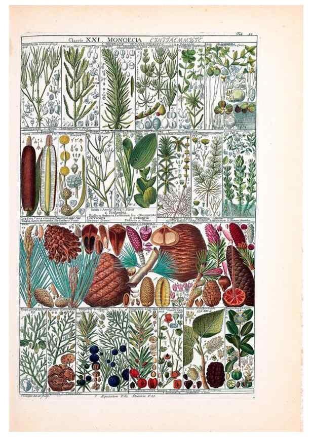Reproducción/Reproduction 33963613248: Tabulae phytographicae,. Turici,Impensis J.H. Fuessli,1795-1804.. 