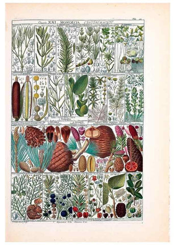 Reproducción/Reproduction 33963613248: Tabulae phytographicae,. Turici,Impensis J.H. Fuessli,1795-1804.. 