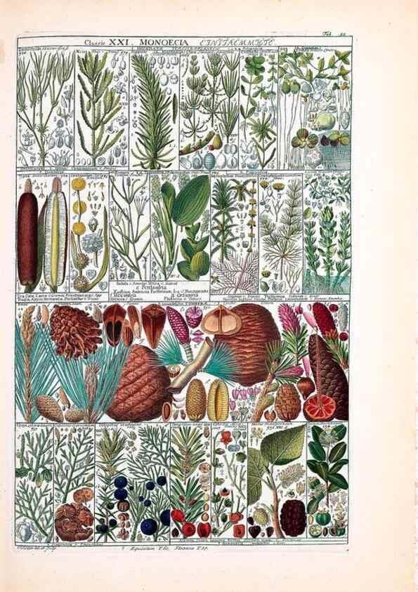 Reproducción/Reproduction 33963613248: Tabulae phytographicae,. Turici,Impensis J.H. Fuessli,1795-1804.. 