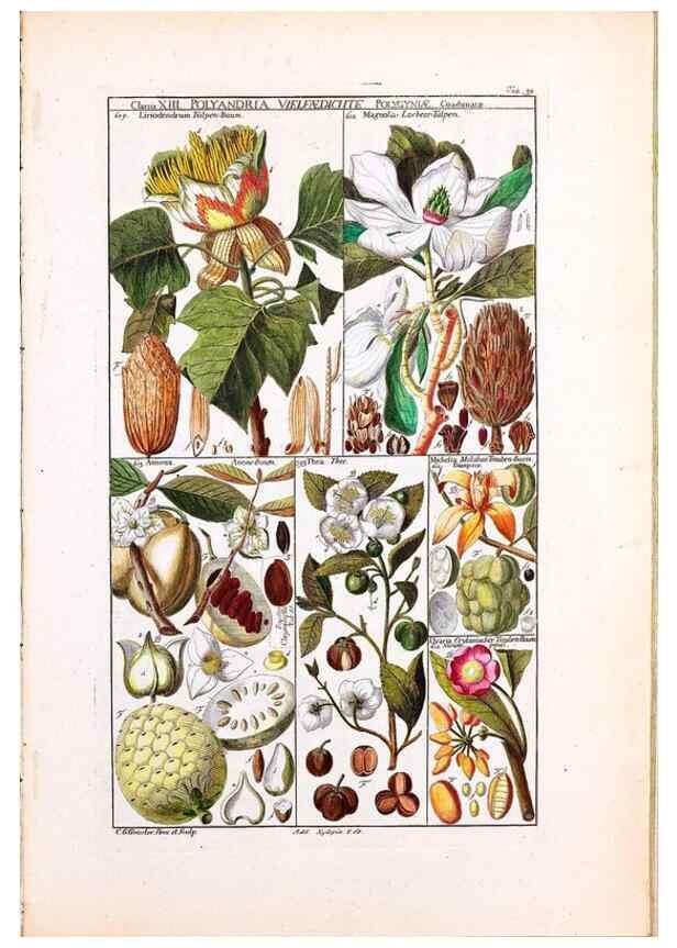 Reproducción/Reproduction 33963603438: Tabulae phytographicae,. Turici,Impensis J.H. Fuessli,1795-1804.. 