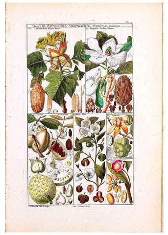 Reproducción/Reproduction 33963603438: Tabulae phytographicae,. Turici,Impensis J.H. Fuessli,1795-1804.. 