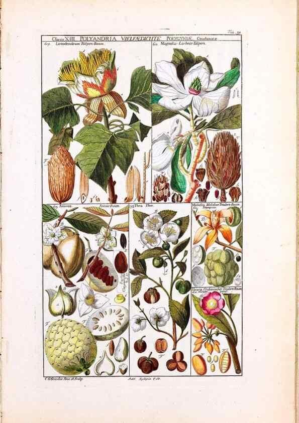 Reproducción/Reproduction 33963603438: Tabulae phytographicae,. Turici,Impensis J.H. Fuessli,1795-1804.. 