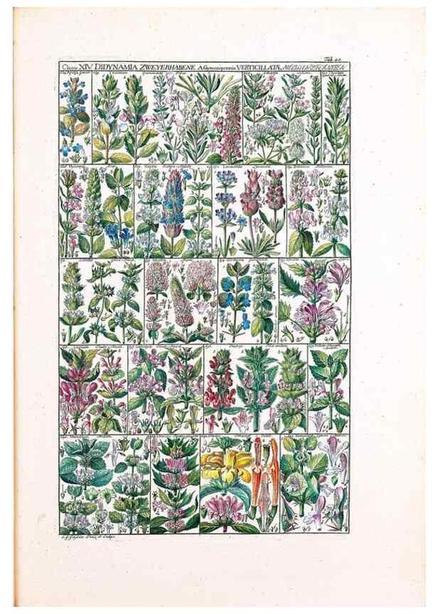 Reproducción/Reproduction 46924646185: Tabulae phytographicae,. Turici,Impensis J.H. Fuessli,1795-1804.. 