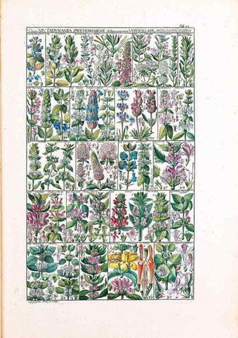 Reproducción/Reproduction 46924646185: Tabulae phytographicae,. Turici,Impensis J.H. Fuessli,1795-1804.. 