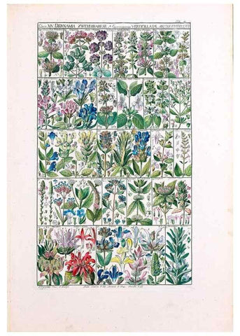Reproducción/Reproduction 47840997301: Tabulae phytographicae,. Turici,Impensis J.H. Fuessli,1795-1804.. 