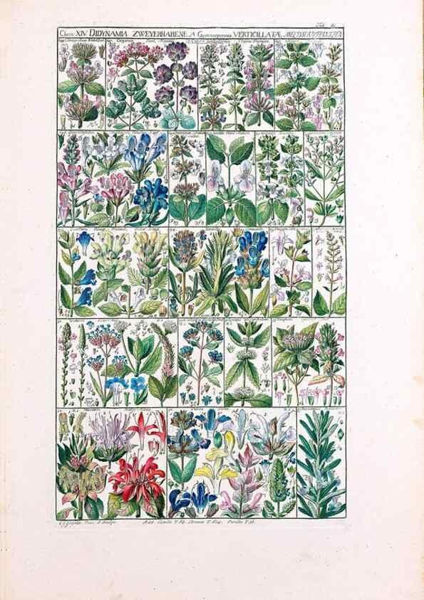 Reproducción/Reproduction 47840997301: Tabulae phytographicae,. Turici,Impensis J.H. Fuessli,1795-1804.. 