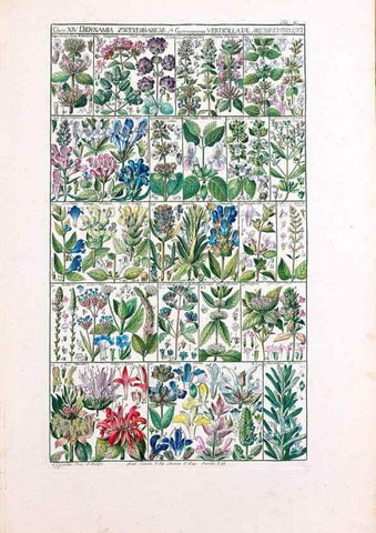 Reproducción/Reproduction 47840997301: Tabulae phytographicae,. Turici,Impensis J.H. Fuessli,1795-1804.. 