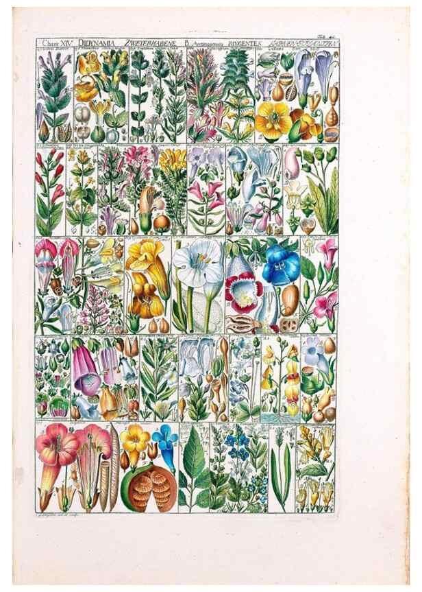 Reproducción/Reproduction 46924647755: Tabulae phytographicae,. Turici,Impensis J.H. Fuessli,1795-1804.. 