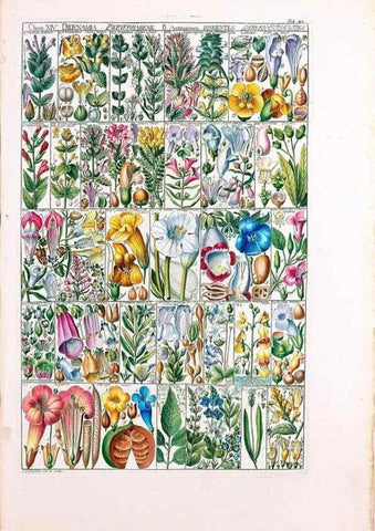 Reproducción/Reproduction 46924647755: Tabulae phytographicae,. Turici,Impensis J.H. Fuessli,1795-1804.. 