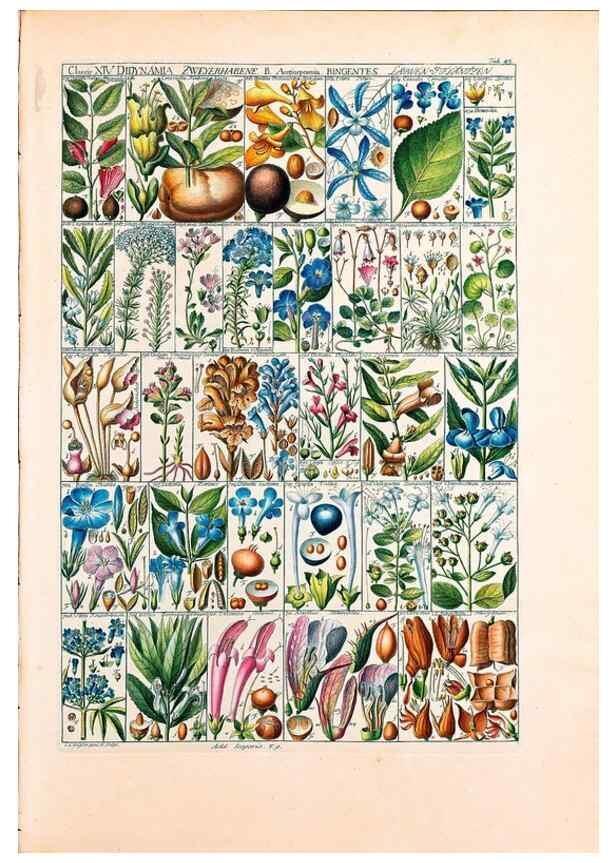Reproducción/Reproduction 47788842652: Tabulae phytographicae,. Turici,Impensis J.H. Fuessli,1795-1804.. 