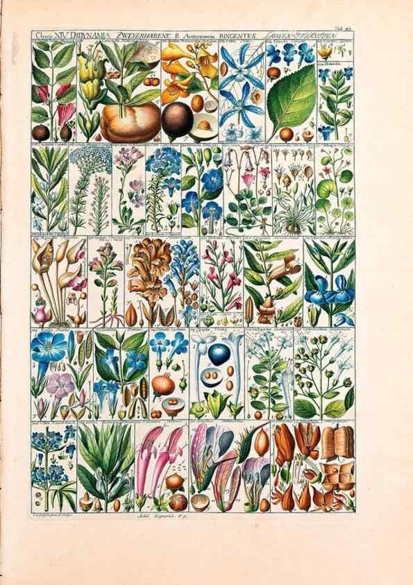 Reproducción/Reproduction 47788842652: Tabulae phytographicae,. Turici,Impensis J.H. Fuessli,1795-1804.. 