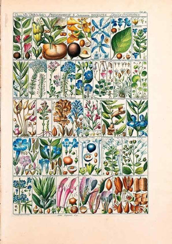Reproducción/Reproduction 47788842652: Tabulae phytographicae,. Turici,Impensis J.H. Fuessli,1795-1804.. 