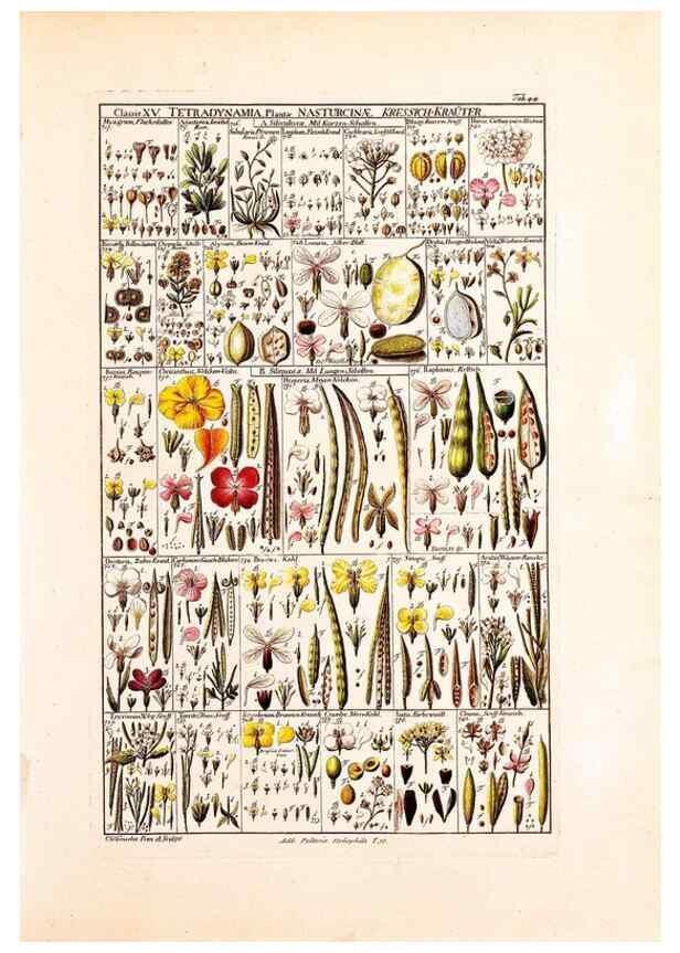 Reproducción/Reproduction 33963606978: Tabulae phytographicae,. Turici,Impensis J.H. Fuessli,1795-1804.. 
