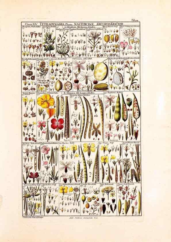 Reproducción/Reproduction 33963606978: Tabulae phytographicae,. Turici,Impensis J.H. Fuessli,1795-1804.. 