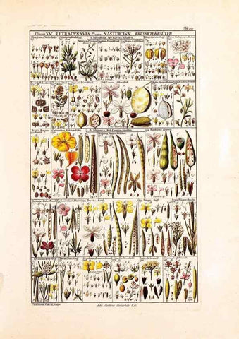 Reproducción/Reproduction 33963606978: Tabulae phytographicae,. Turici,Impensis J.H. Fuessli,1795-1804.. 