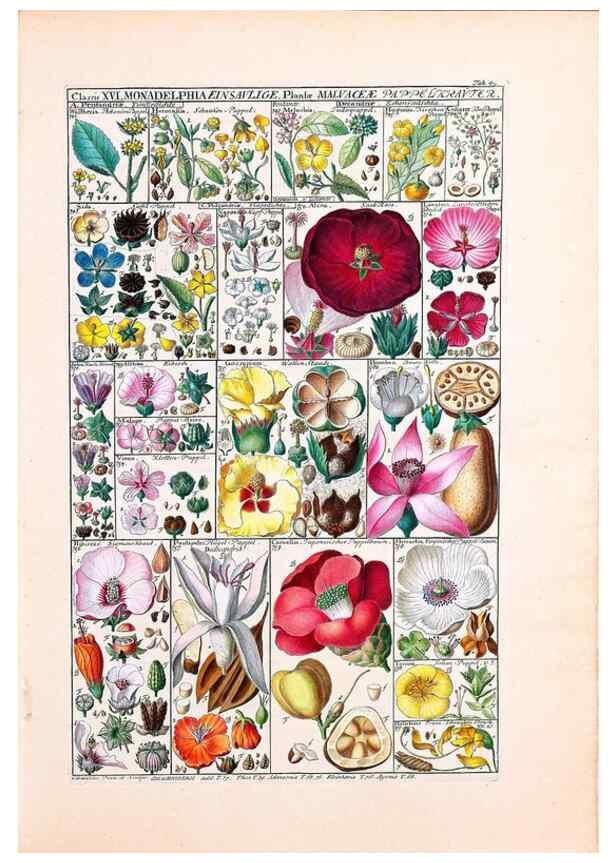 Reproducción/Reproduction 32896998137: Tabulae phytographicae,. Turici,Impensis J.H. Fuessli,1795-1804.. 