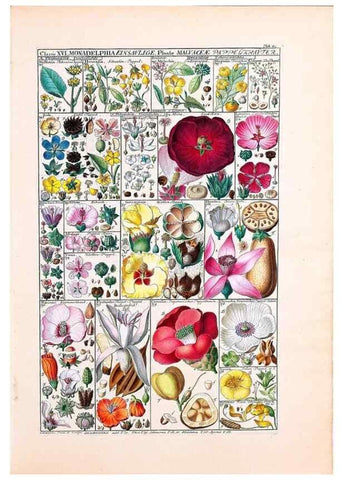 Reproducción/Reproduction 32896998137: Tabulae phytographicae,. Turici,Impensis J.H. Fuessli,1795-1804.. 