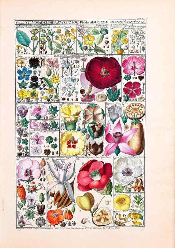 Reproducción/Reproduction 32896998137: Tabulae phytographicae,. Turici,Impensis J.H. Fuessli,1795-1804.. 