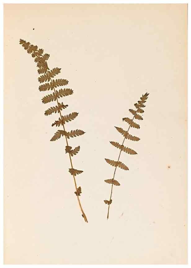 Reproducción/Reproduction 46924765195: The ferns of Wales.. Heath,T. Thomas,1856.. 