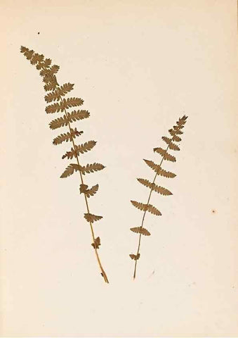 Reproducción/Reproduction 46924765195: The ferns of Wales.. Heath,T. Thomas,1856.. 