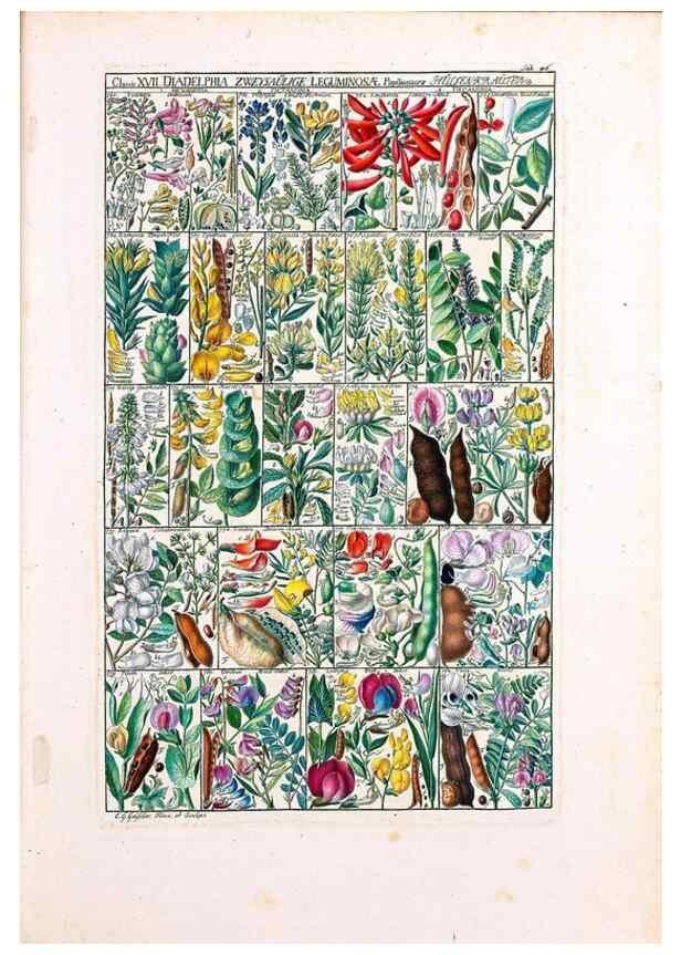 Reproducción/Reproduction 46924650645: Tabulae phytographicae,. Turici,Impensis J.H. Fuessli,1795-1804.. 