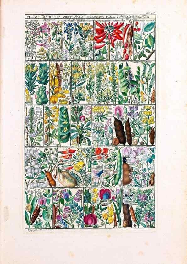 Reproducción/Reproduction 46924650645: Tabulae phytographicae,. Turici,Impensis J.H. Fuessli,1795-1804.. 
