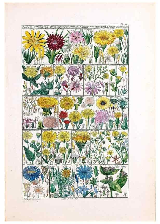 Reproducción/Reproduction 32897000507: Tabulae phytographicae,. Turici,Impensis J.H. Fuessli,1795-1804.. 