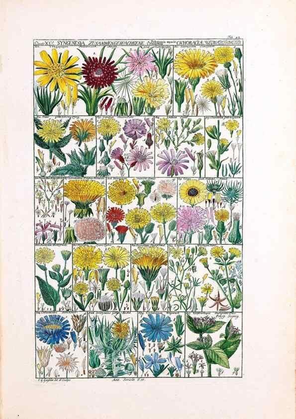 Reproducción/Reproduction 32897000507: Tabulae phytographicae,. Turici,Impensis J.H. Fuessli,1795-1804.. 