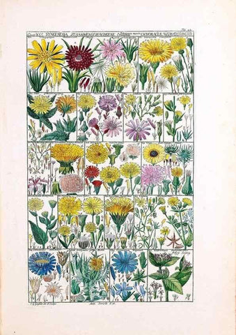Reproducción/Reproduction 32897000507: Tabulae phytographicae,. Turici,Impensis J.H. Fuessli,1795-1804.. 