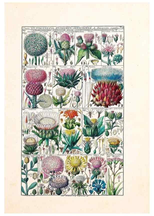 Reproducción/Reproduction 46924653595: Tabulae phytographicae,. Turici,Impensis J.H. Fuessli,1795-1804.. 
