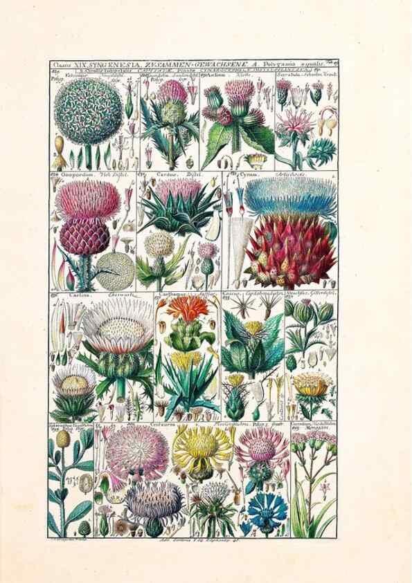 Reproducción/Reproduction 46924653595: Tabulae phytographicae,. Turici,Impensis J.H. Fuessli,1795-1804.. 