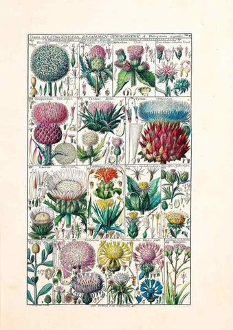 Reproducción/Reproduction 46924653595: Tabulae phytographicae,. Turici,Impensis J.H. Fuessli,1795-1804.. 