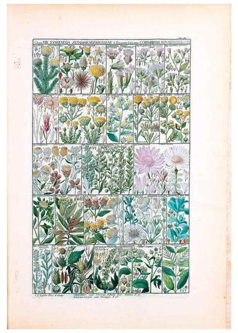 Reproducción/Reproduction 40874209443: Tabulae phytographicae,. Turici,Impensis J.H. Fuessli,1795-1804.. 