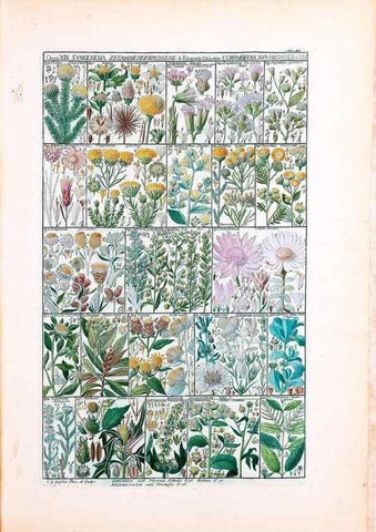 Reproducción/Reproduction 40874209443: Tabulae phytographicae,. Turici,Impensis J.H. Fuessli,1795-1804.. 
