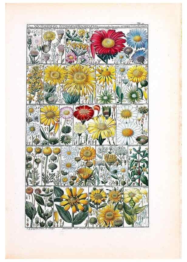 Reproducción/Reproduction 47841002831: Tabulae phytographicae,. Turici,Impensis J.H. Fuessli,1795-1804.. 