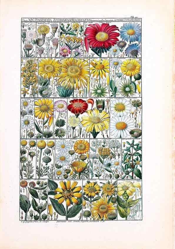 Reproducción/Reproduction 47841002831: Tabulae phytographicae,. Turici,Impensis J.H. Fuessli,1795-1804.. 
