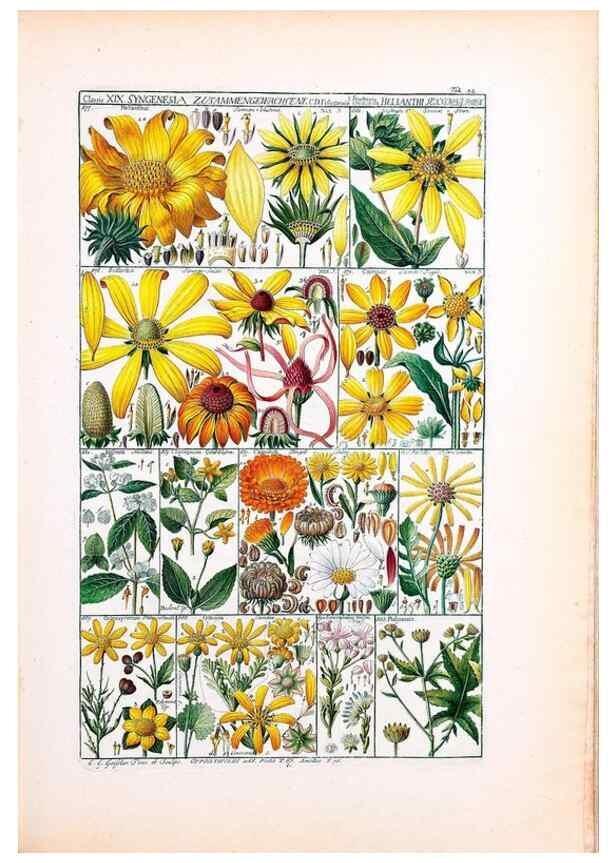 Reproducción/Reproduction 46924655735: Tabulae phytographicae,. Turici,Impensis J.H. Fuessli,1795-1804.. 