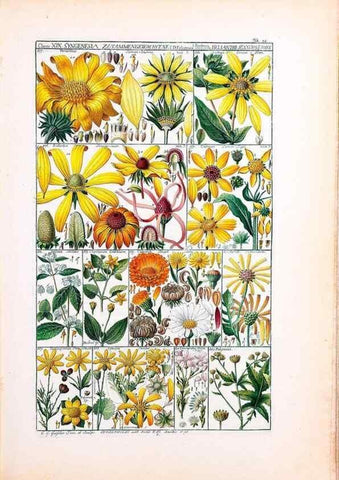 Reproducción/Reproduction 46924655735: Tabulae phytographicae,. Turici,Impensis J.H. Fuessli,1795-1804.. 