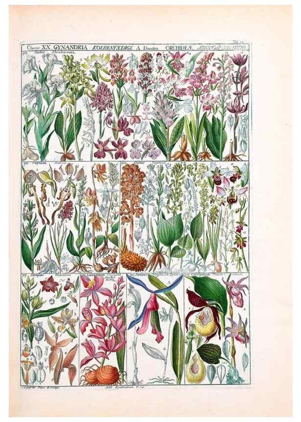 Reproducción/Reproduction 40874211403: Tabulae phytographicae,. Turici,Impensis J.H. Fuessli,1795-1804.. 
