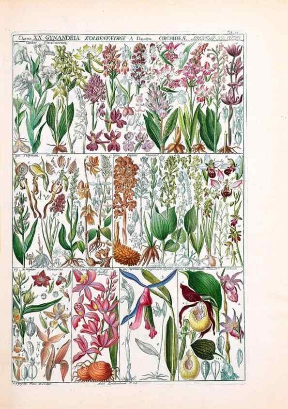 Reproducción/Reproduction 40874211403: Tabulae phytographicae,. Turici,Impensis J.H. Fuessli,1795-1804.. 