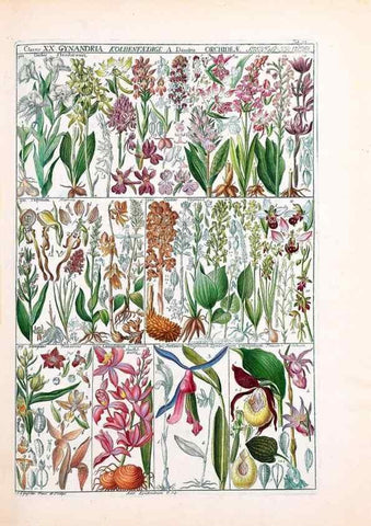 Reproducción/Reproduction 40874211403: Tabulae phytographicae,. Turici,Impensis J.H. Fuessli,1795-1804.. 