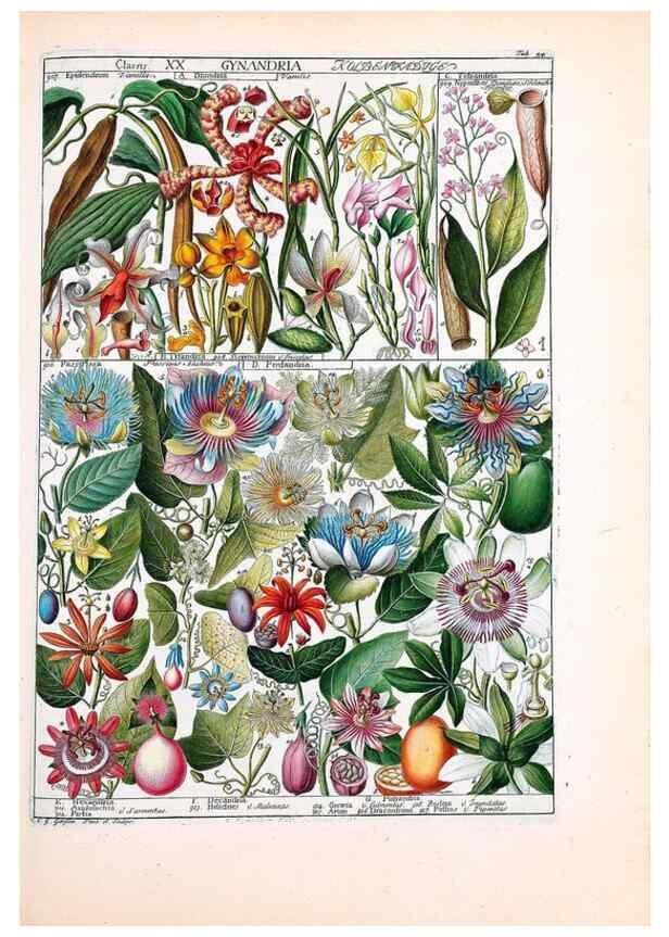 Reproducción/Reproduction 47051364454: Tabulae phytographicae,. Turici,Impensis J.H. Fuessli,1795-1804.. 