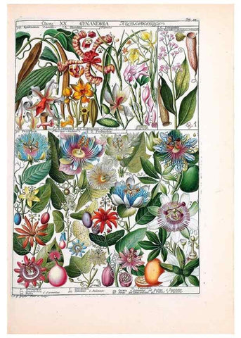 Reproducción/Reproduction 47051364454: Tabulae phytographicae,. Turici,Impensis J.H. Fuessli,1795-1804.. 