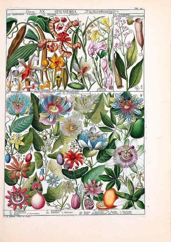 Reproducción/Reproduction 47051364454: Tabulae phytographicae,. Turici,Impensis J.H. Fuessli,1795-1804.. 