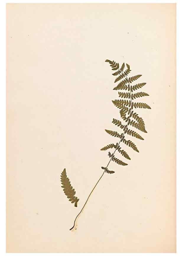 Reproducción/Reproduction 32897128567: The ferns of Wales.. Heath,T. Thomas,1856.. 