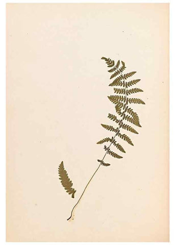 Reproducción/Reproduction 32897128567: The ferns of Wales.. Heath,T. Thomas,1856.. 