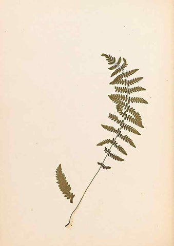 Reproducción/Reproduction 32897128567: The ferns of Wales.. Heath,T. Thomas,1856.. 